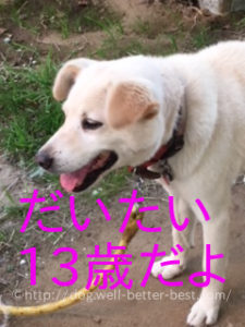 チョッチーだいたい13才雑種犬オス