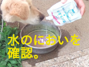 ペットの贅沢水素水のにおいを確認するシニア犬。