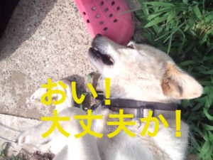 水飲みが少なく排尿が悪いので調子が悪くなった老犬。