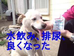 ペットの贅沢水素水を飲み続けて元気を取り戻したシニア犬。