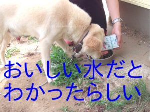 ペットの贅沢水素水がおいしい水だと分かったらしいシニア犬。