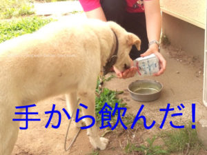 ペットの贅沢水素水を手から飲んでくれたシニア犬。