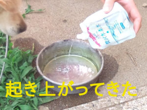 チョッチーがペットの贅沢水素水の方へやって来た。