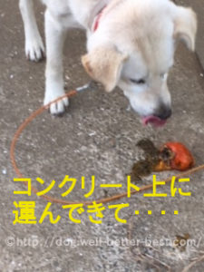 チョッチーは、落ちている柿をコンクリートの上に運んできてから食べます。