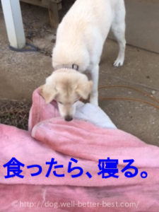 柿を食べたら寝る犬。