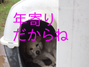犬も歳をとると犬小屋に入るようになった。