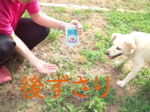 最初はビオワンファインを警戒して後ずさりしたシニア犬。