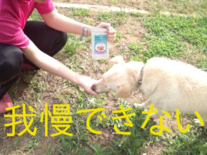 ビオワンファインのチキン・チーズ風味に我慢ができなくて、食いつくシニア犬。