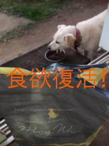 モグワンドッグフードで犬の食欲復活。