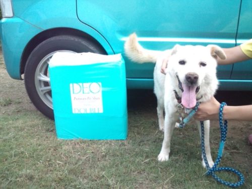 デオ・ダブル(DEO DOUBLE)と犬のチョッチー。背景は青色の自動車。