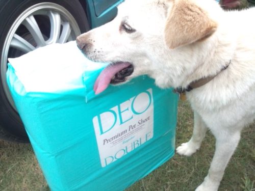 デオ・ダブル(DEO DOUBLE)と犬のチョッチー。背景は自動車のタイヤ。